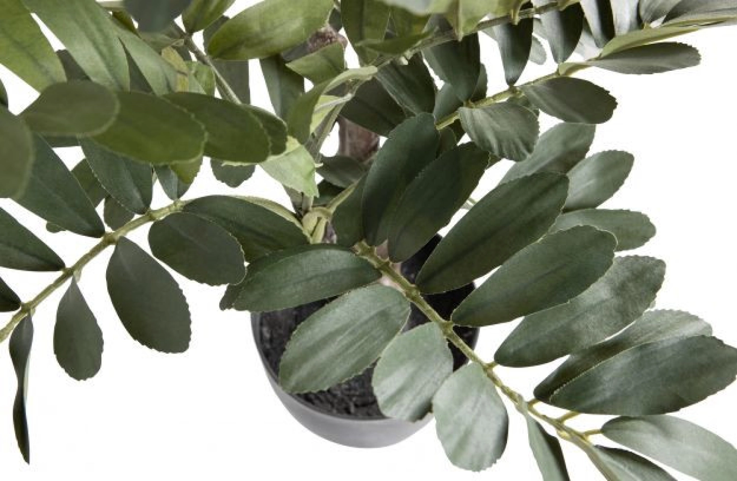 Kunstplant Zamia (groen) huren? Huur bij KeyPro meubelhuur!