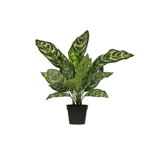 Rent a Artificial plant Aglaonema (green)? Rent at KeyPro furniture rental!